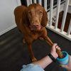 Dexas MudBuster Tragbarer Hundepfotenreiniger, Größe M - Image 2