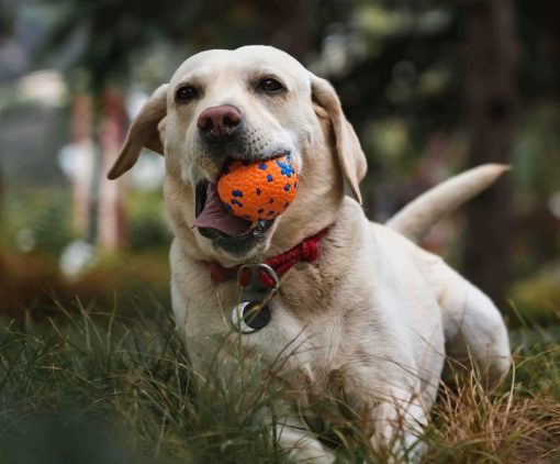 Hundespielzeugball - Gummiball mit hoher Elastizität - Image 2